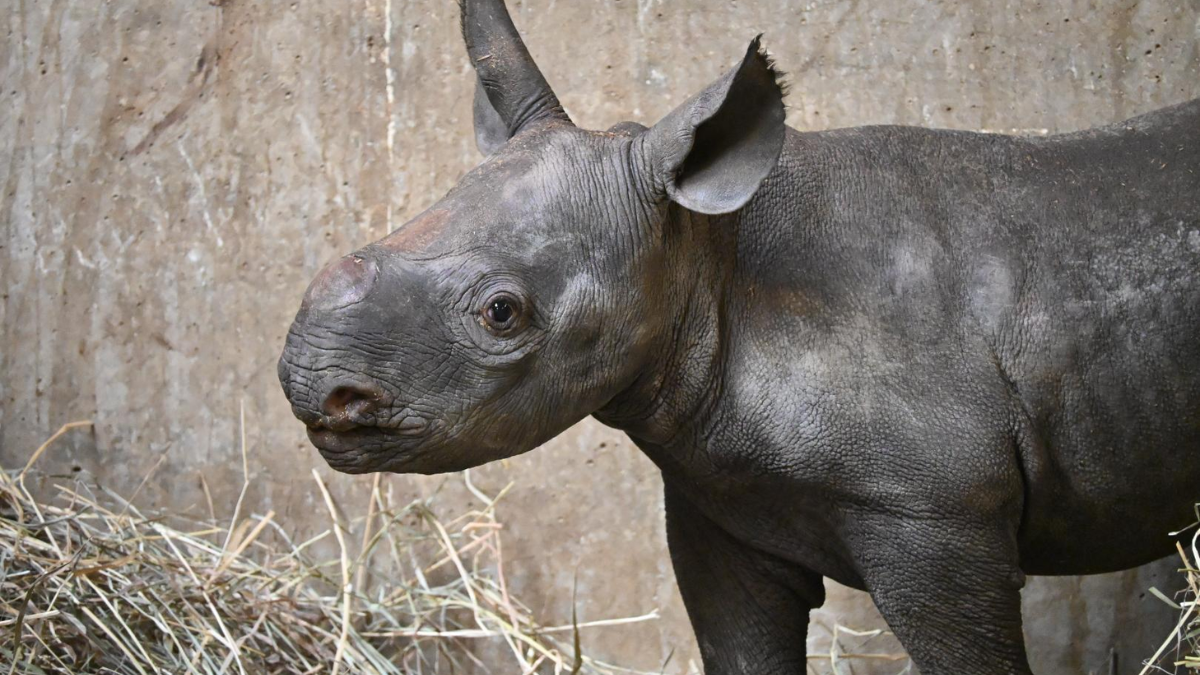 Hazina, the baby eastern black rhino at Lincoln Park Zoo